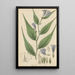 Ruellia anisophylla - William Jackson Hooker — gerahmtes Bild an der Wand