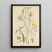 Salpiglossis straminea - William Jackson Hooker — gerahmtes Bild an der Wand