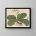 Saxifrage ligulée - William Jackson Hooker — gerahmtes Bild an der Wand