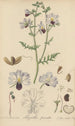 Schizanthus pinnatus - William Jackson Hooker — Ansicht des Kunstwerks