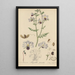 Schizanthus pinnatus - William Jackson Hooker — gerahmtes Bild an der Wand