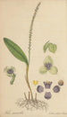 Stetis Micrantha - William Jackson Hooker — Ansicht des Kunstwerks
