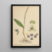 Stetis Micrantha - William Jackson Hooker — gerahmtes Bild an der Wand