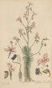 Stylidium laricifolium - William Jackson Hooker — Ansicht des Kunstwerks