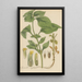 Synedrella nodiflora - William Jackson Hooker — gerahmtes Bild an der Wand