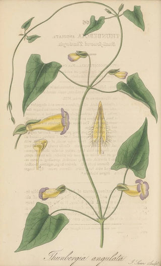 William Jackson Hooker - Thunbergia angulata.webp