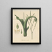 Tillandsia nitida - William Jackson Hooker — gerahmtes Bild an der Wand