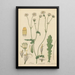 Trixis senecioides - William Jackson Hooker — gerahmtes Bild an der Wand