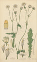 Trixis senecioides - William Jackson Hooker — Ansicht des Kunstwerks