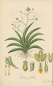 Trizeuxis falcata - William Jackson Hooker — Ansicht des Kunstwerks