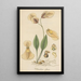 Utricularia alpina - William Jackson Hooker — gerahmtes Bild an der Wand