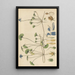 Viola hederacea - William Jackson Hooker — gerahmtes Bild an der Wand