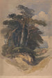 Pins sur Hampstead Heath - William James Müller — Ansicht des Kunstwerks