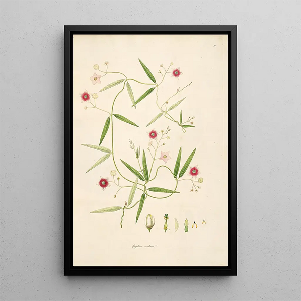 William Roxburgh - Plants of the coast of Coromandel Pl011.webp