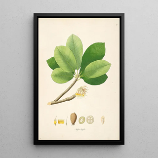 William Roxburgh - Plants of the coast of Coromandel Pl019.webp