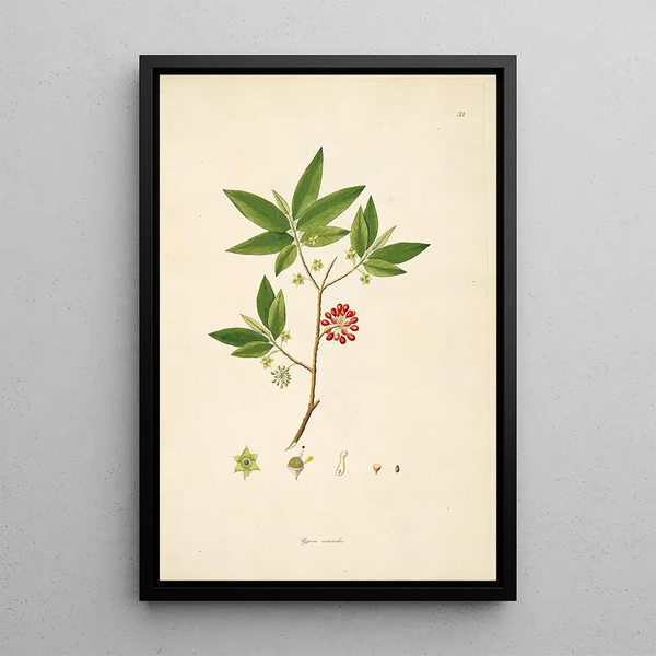 William Roxburgh - Plants of the coast of Coromandel Pl033.webp