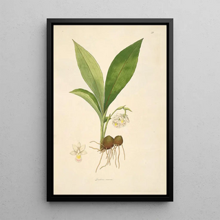 William Roxburgh - Plants of the coast of Coromandel Pl039.webp