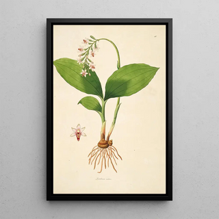 William Roxburgh - Plants of the coast of Coromandel Pl040.webp