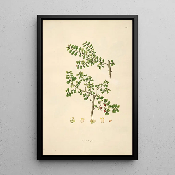 William Roxburgh - Plants of the coast of Coromandel Pl045.webp
