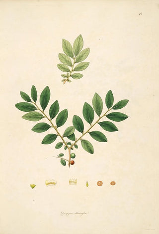 William Roxburgh - Plants of the coast of Coromandel Pl049.webp