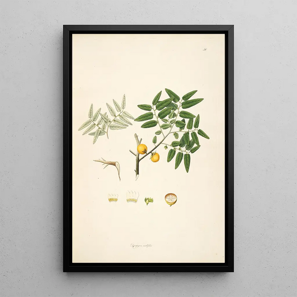 William Roxburgh - Plants of the coast of Coromandel Pl050.webp