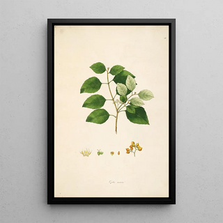 William Roxburgh - Plants of the coast of Coromandel Pl058.webp