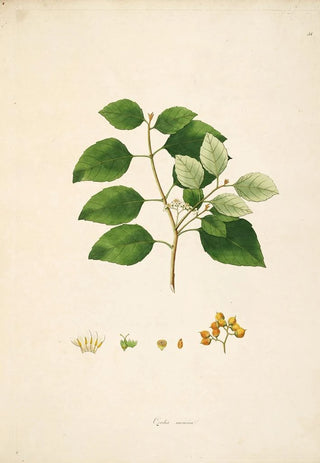 William Roxburgh - Plants of the coast of Coromandel Pl058.webp