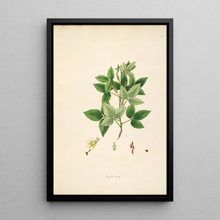 William Roxburgh - Plants of the coast of Coromandel Pl061.webp