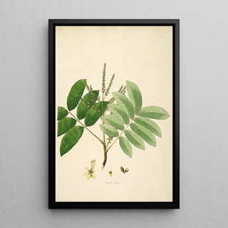 William Roxburgh - Plants of the coast of Coromandel Pl062.webp