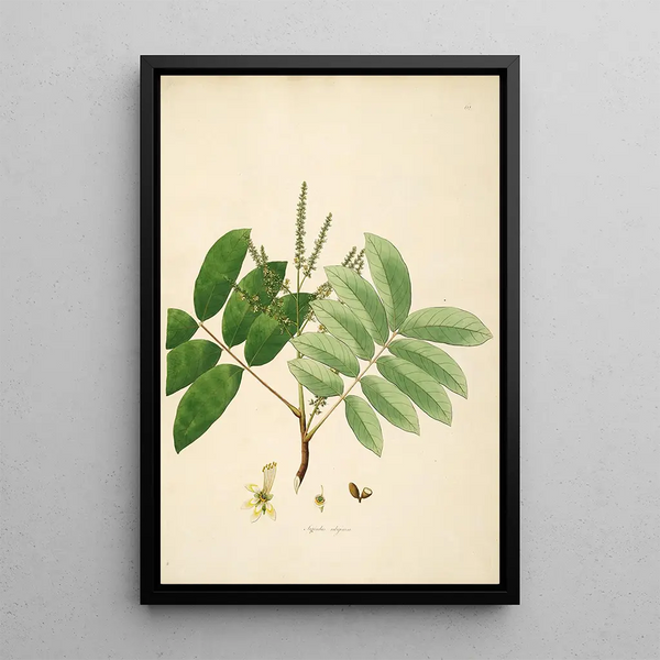 William Roxburgh - Plants of the coast of Coromandel Pl062.webp