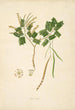 Pflanzen der Küste von Coromandel Pl063 - William Roxburgh — Ansicht des Kunstwerks
