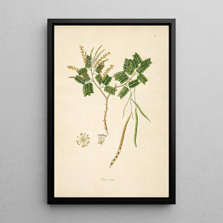 William Roxburgh - Plants of the coast of Coromandel Pl063.webp