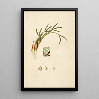 William Roxburgh - Plants of the coast of Coromandel Pl071.webp