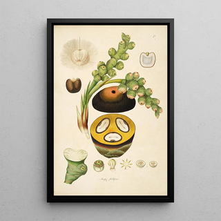 William Roxburgh - Plants of the coast of Coromandel Pl072.webp