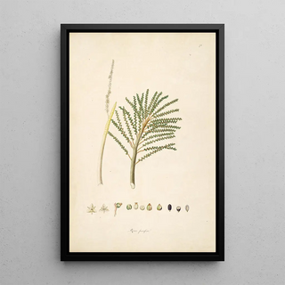 William Roxburgh - Plants of the coast of Coromandel Pl074.webp