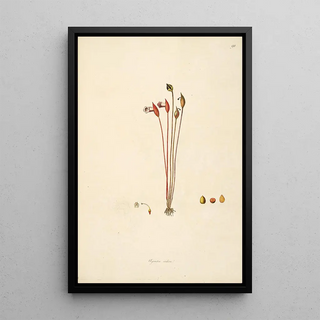 William Roxburgh - Plants of the coast of Coromandel Pl091.webp