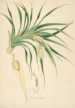 William Roxburgh - Plants of the coast of Coromandel Pl094.webp