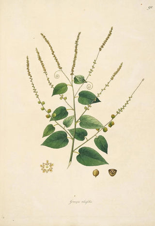 William Roxburgh - Plants of the coast of Coromandel Pl098.webp