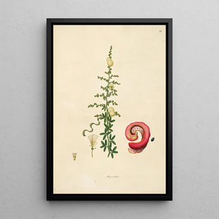 William Roxburgh - Plants of the coast of Coromandel Pl099.webp