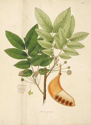 William Roxburgh - Plants of the coast of Coromandel Pl100.webp