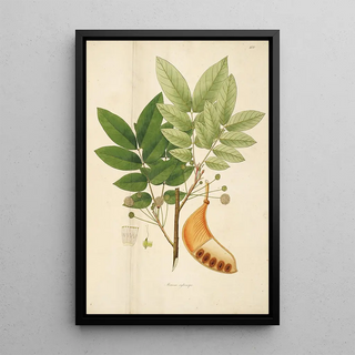 William Roxburgh - Plants of the coast of Coromandel Pl100.webp