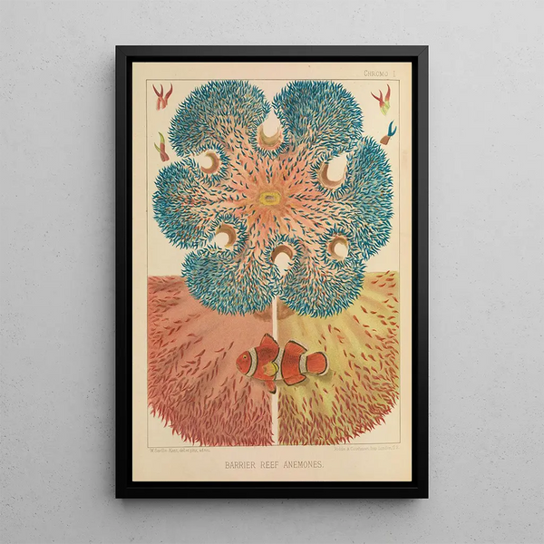 William SavilleKent - Barrier Reef Anemones.webp