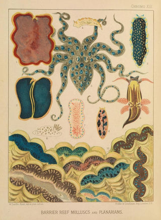 William SavilleKent - Barrier Reef Molluscs and Planarians.webp