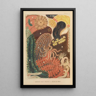 William SavilleKent - Barrier Reef Trepang.webp