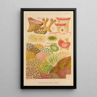 William SavilleKent - Great Barrier Reef Corals.webp