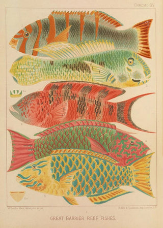 William SavilleKent - Great Barrier Reef Fishes.webp