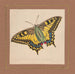 Équites achivi Machaon queue de swallowtail - William Wood Thackara — Ansicht des Kunstwerks
