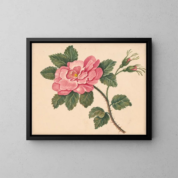 Rose auf einem Stiel mit Blättern und unaufgeblühten Knospen - William Wood Thackara — gerahmtes Bild an der Wand
