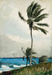 Palmenbaum in Nassau - Winslow Homer — Ansicht des Kunstwerks