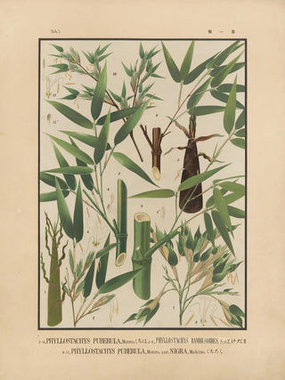 Yasuyoshi Shirasawa - Icones of the bamboos of Japan Nihon chikurui zufu Pl01.webp